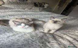 Ragdoll cats for sale: 💜2 Beautiful blue bi-colour ragdoll girls🩷 - Image 6