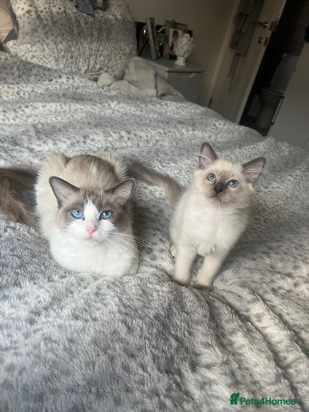 Ragdoll cats for sale: 💜2 Beautiful blue bi-colour ragdoll girls🩷 - Image 6