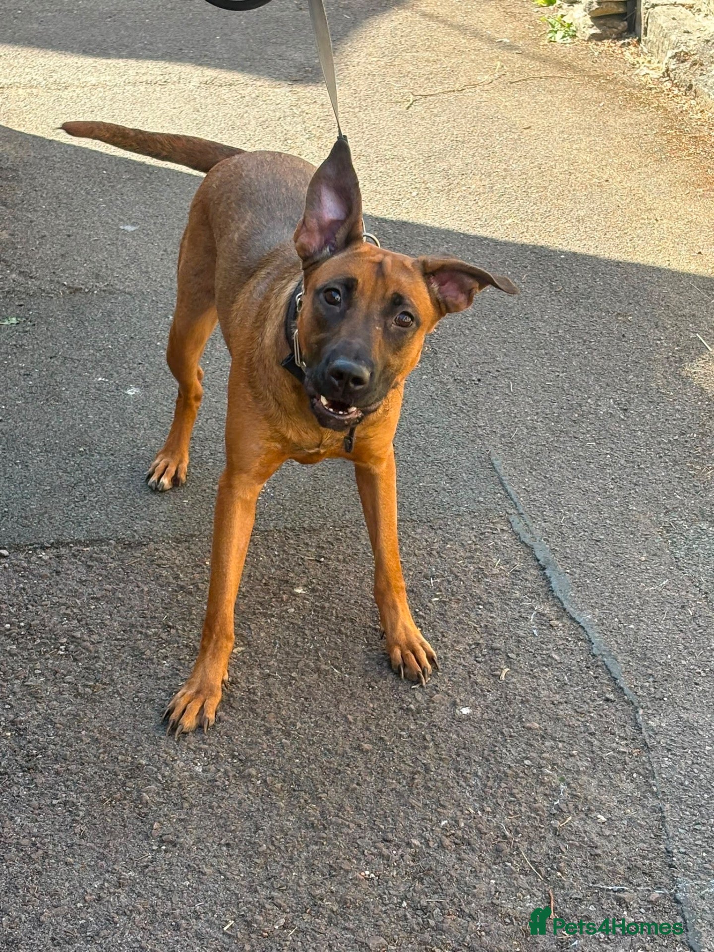 Belgian Shepherd Dog dogs Lovely female for sale  - Advert 1