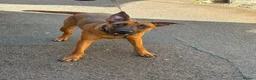 Belgian Shepherd Dog dogs for sale: Lovely female for sale  - Advert 1