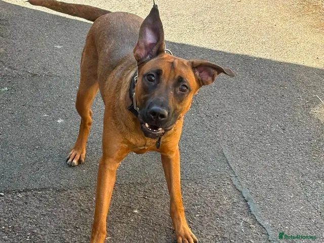 Belgian Shepherd Dog dogs for sale: Lovely female for sale - Advert 2