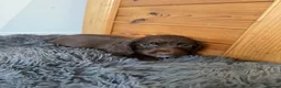 Sprocker dogs for sale: Gorgeous sprocker spaniel puppies  - Advert 9