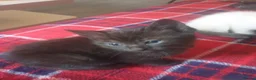 Siamese cats for sale: Siamese/ Ghost tabby  - Advert 3