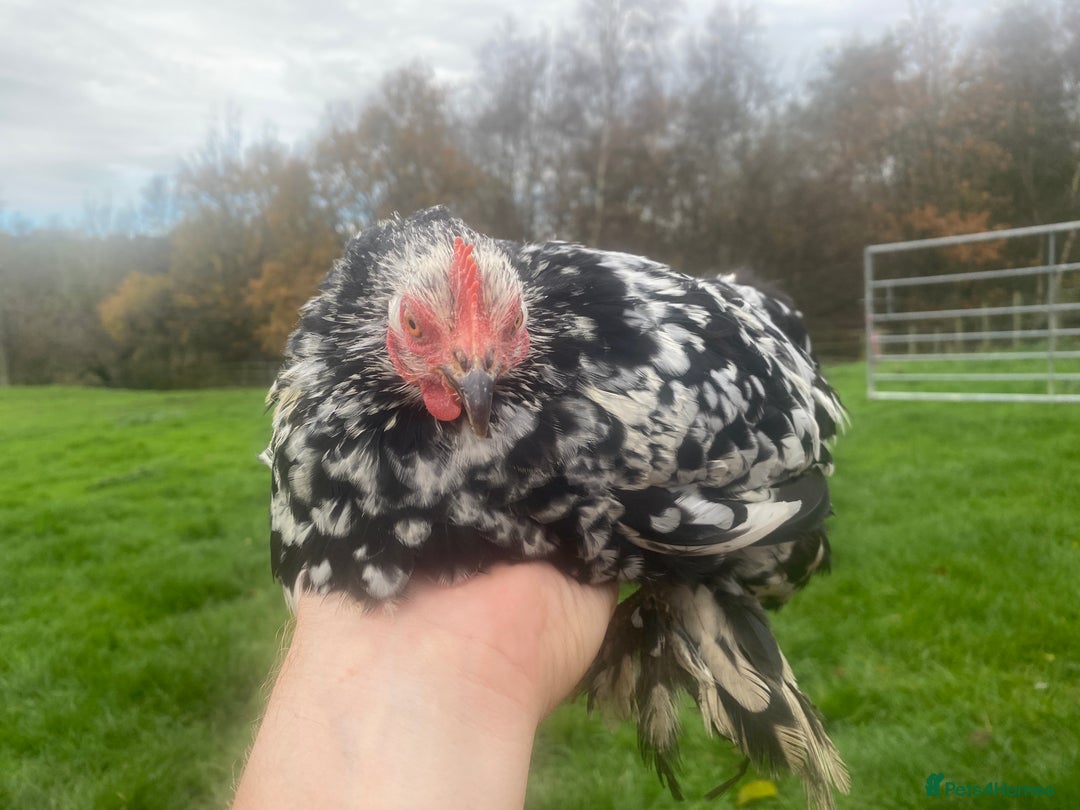 Ducks poultry for sale: Pekin Ducks, Pekin/Runner Ducks and Pekin Bantams - Advert 12