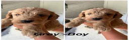 Cavapoo dogs for sale: Beautiful Cavopoo pups - Advert 5