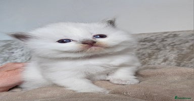 Ragdoll cats in Dundee - Advert 8