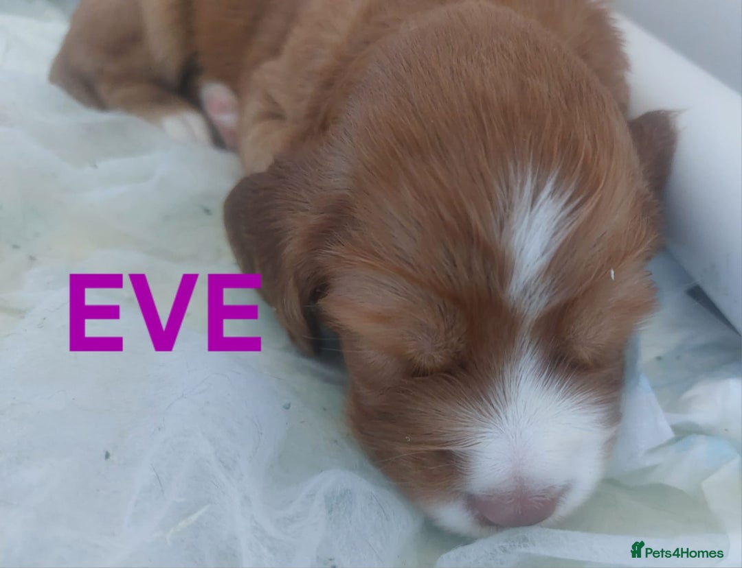 Sprocker dogs for sale: Exceptional working-line puppies for loving homes! - Image 5