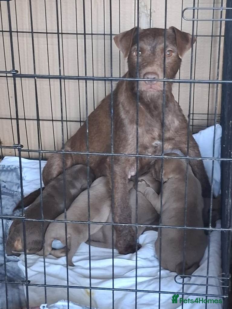 Patterdale Terrier dogs for sale: Strong, healthy, chunky Patterdale Puppies in Sunderland - Advert 12