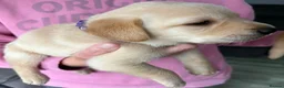Labrador Retriever dogs for sale: Labrador pups for sale  - Advert 7