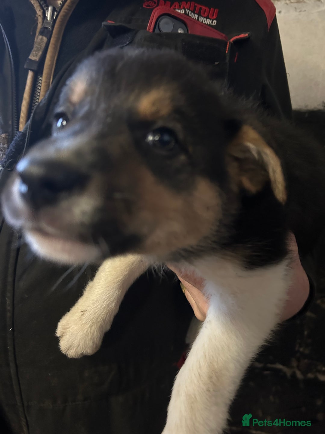 Border Collie dogs for sale: Border Collie Puppies  - Advert 4