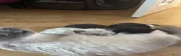 Mixed Breed cats for sale: Mixed Breed Siamese Kittens - Advert 7