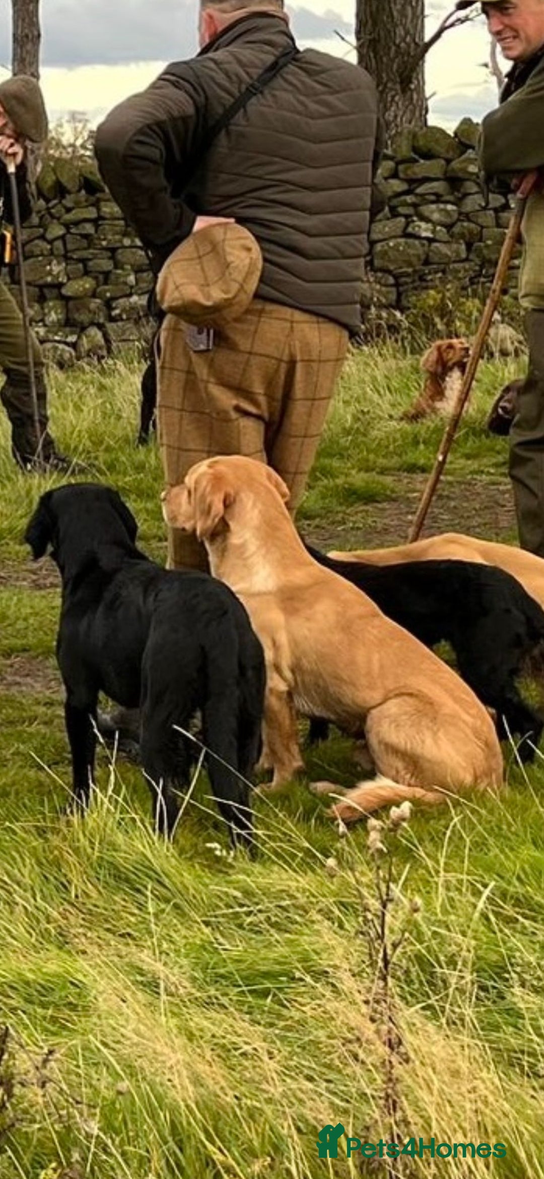 Labrador Retriever dogs for sale: Fox red labrador puppies  - Image 4