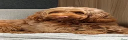 Cockapoo dogs for sale: Beautiful cockapoo puppies 🐶  - Advert 8