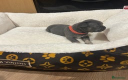 French Bulldog dogs for sale: 5⭐️ french bulldog pups 🐾 - Image 23