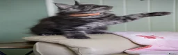 Maine Coon cats for sale: TICA Reg Black Smoke Maine Coon Kittens - Advert 17