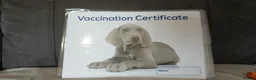 Toy Poodle dogs for sale: Toy poodle - Advert 4