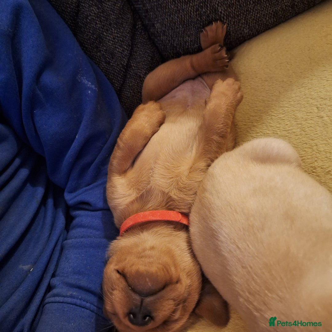 Labrador Retriever dogs for sale: Fox Red Labrador pups - Advert 18