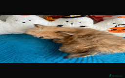 Mixed Breed dogs for sale: RARE TINY Outstanding Pomeranian cross puppies  - Image 20