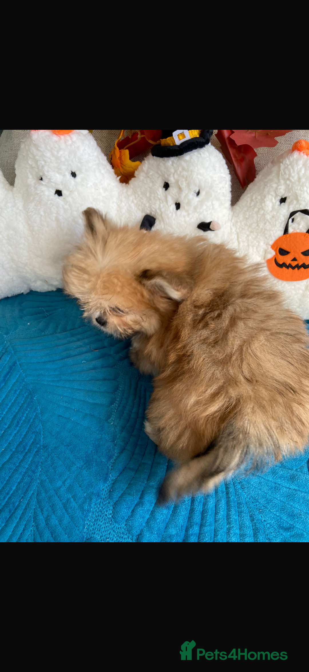 Mixed Breed dogs for sale: RARE TINY Outstanding Pomeranian cross puppies  - Image 20