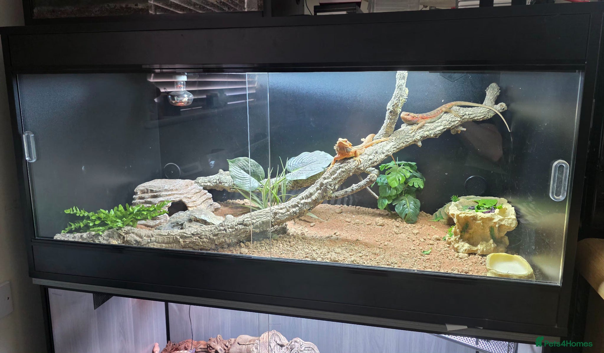 Bearded Dragon reptiles for sale: full setup + 2 female bearded dragons - Advert 1
