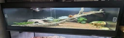 Bearded Dragon reptiles for sale: full setup + 2 female bearded dragons in Northampton - Advert 1