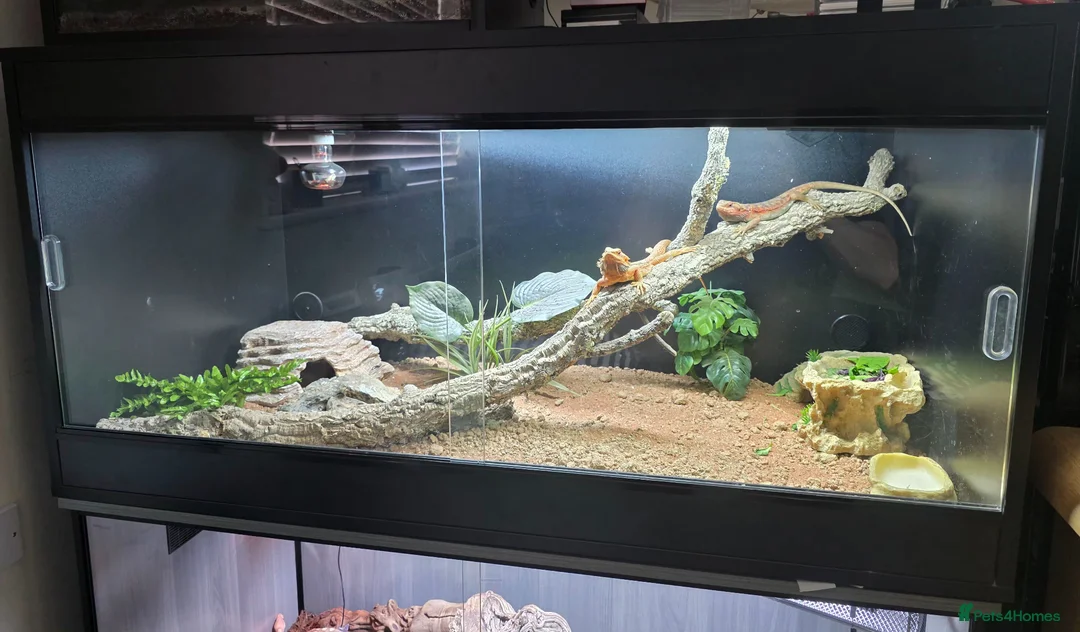 Bearded Dragon reptiles for sale: full setup + 2 female bearded dragons in Northampton - Advert 1