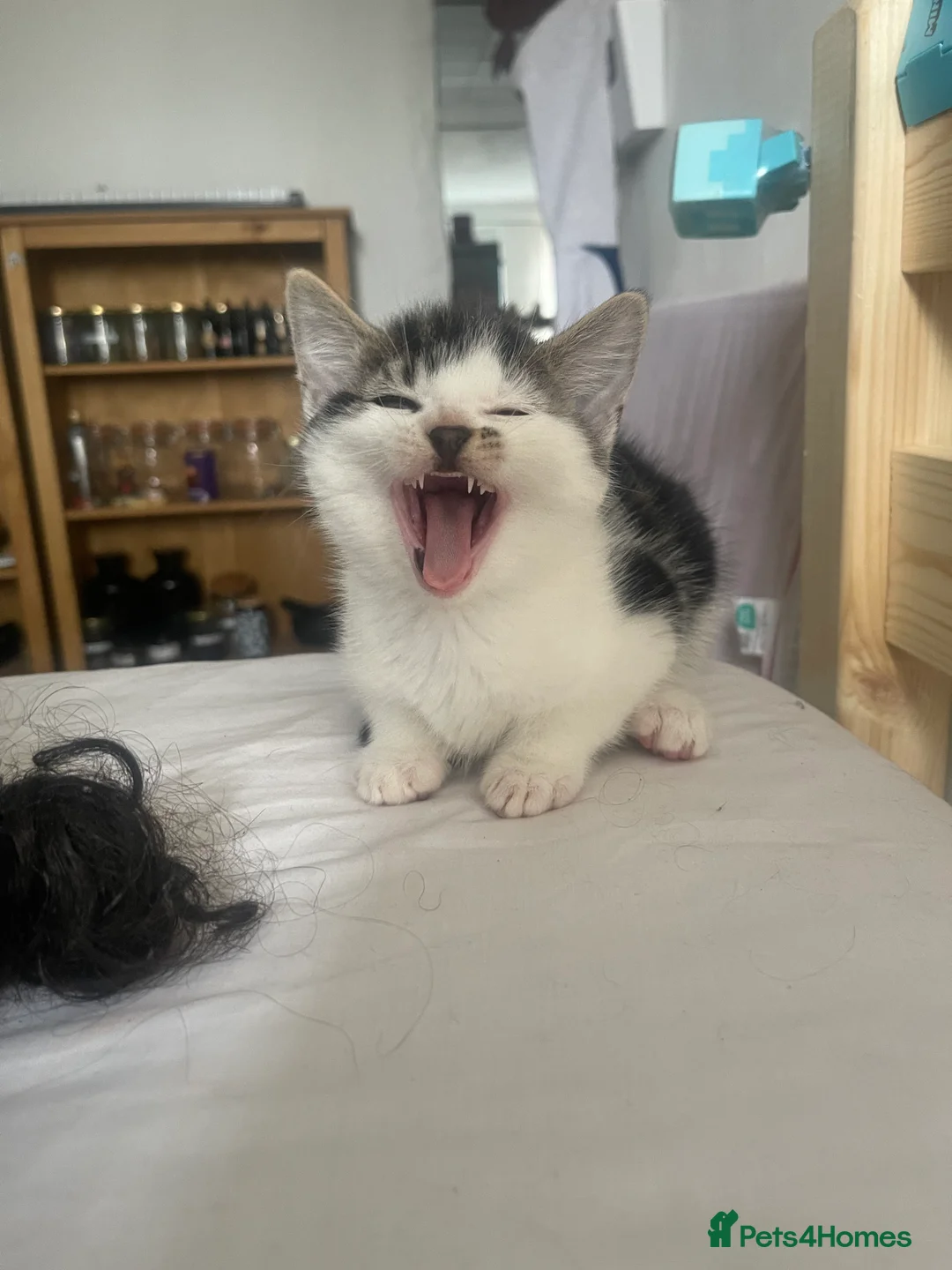 Mixed Breed cats for sale: lovely kittens  in London - Advert 13