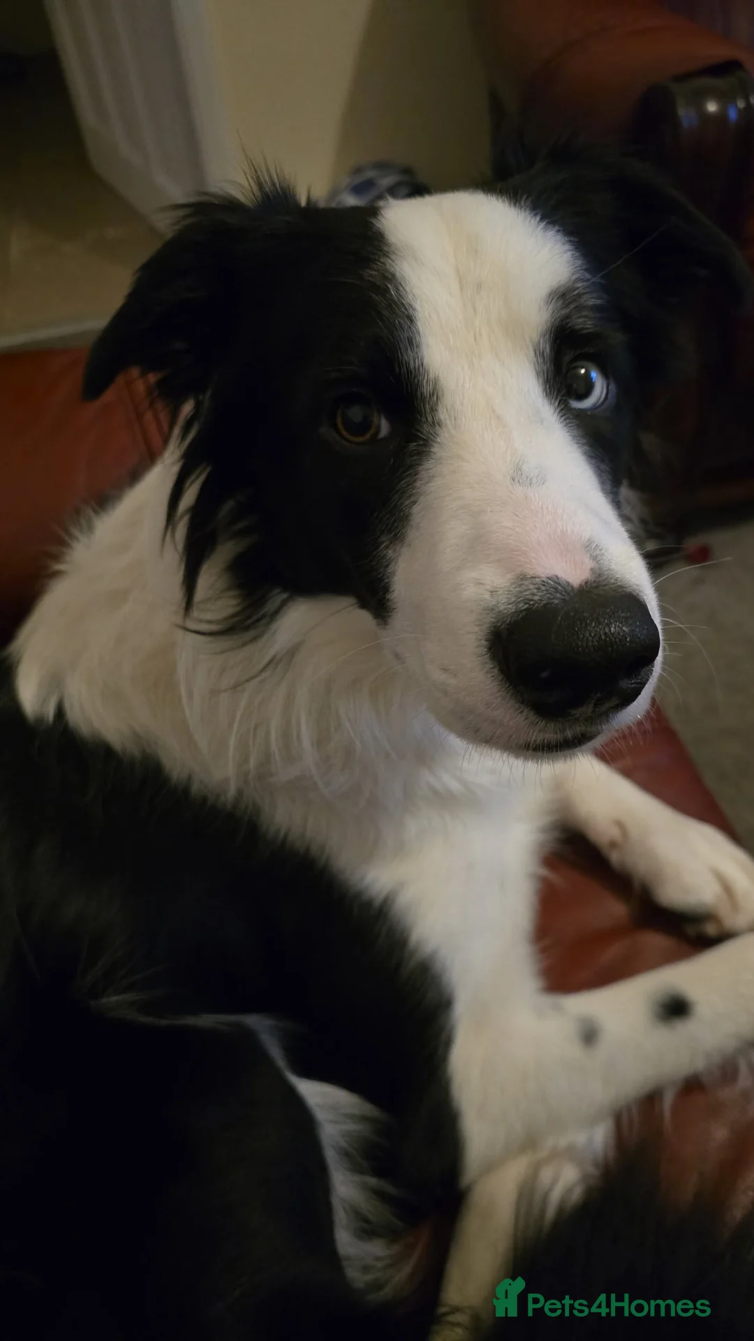 Border Collie dogs for adoption: 1yr Old Border Collie Male in Mansfield - Advert 2