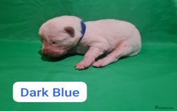 Samoyed dogs for sale: 🐾 Exceptional Pedigree Samoyed Puppies  🐾 - Image 16
