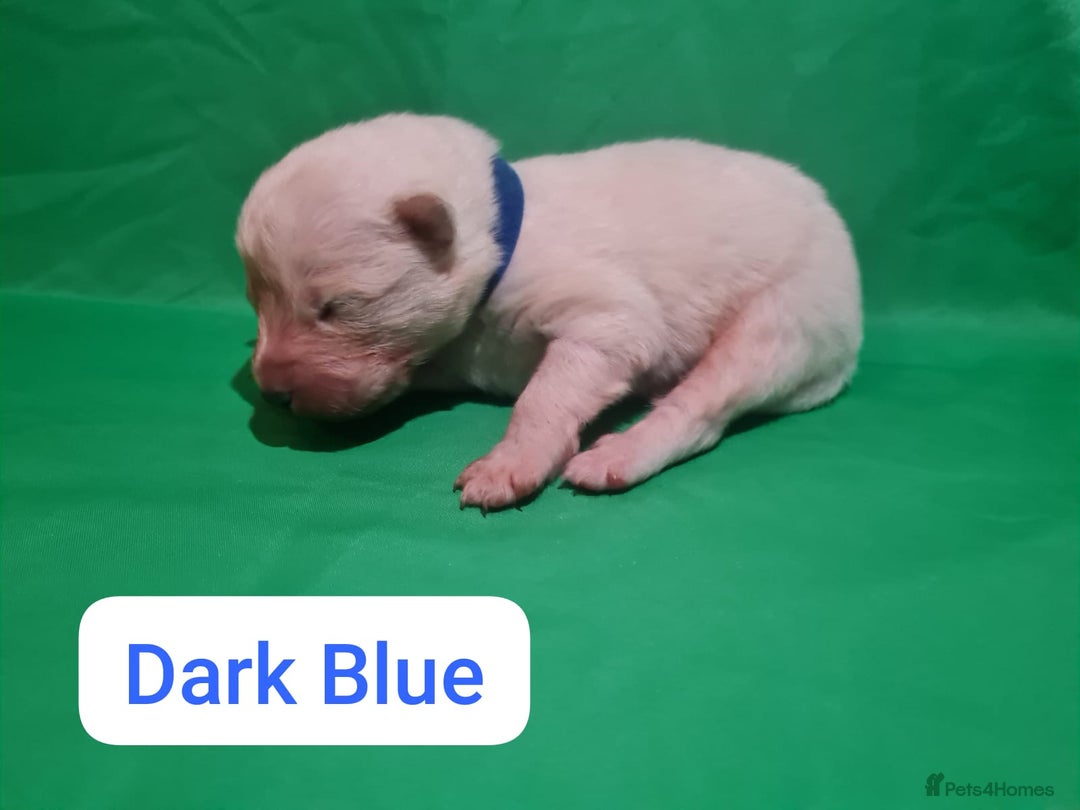 Samoyed dogs for sale: 🐾 Exceptional Pedigree Samoyed Puppies  🐾 - Image 16
