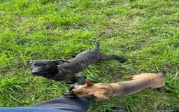 Mixed Breed dogs for sale: Bull herder puppies - Image 4