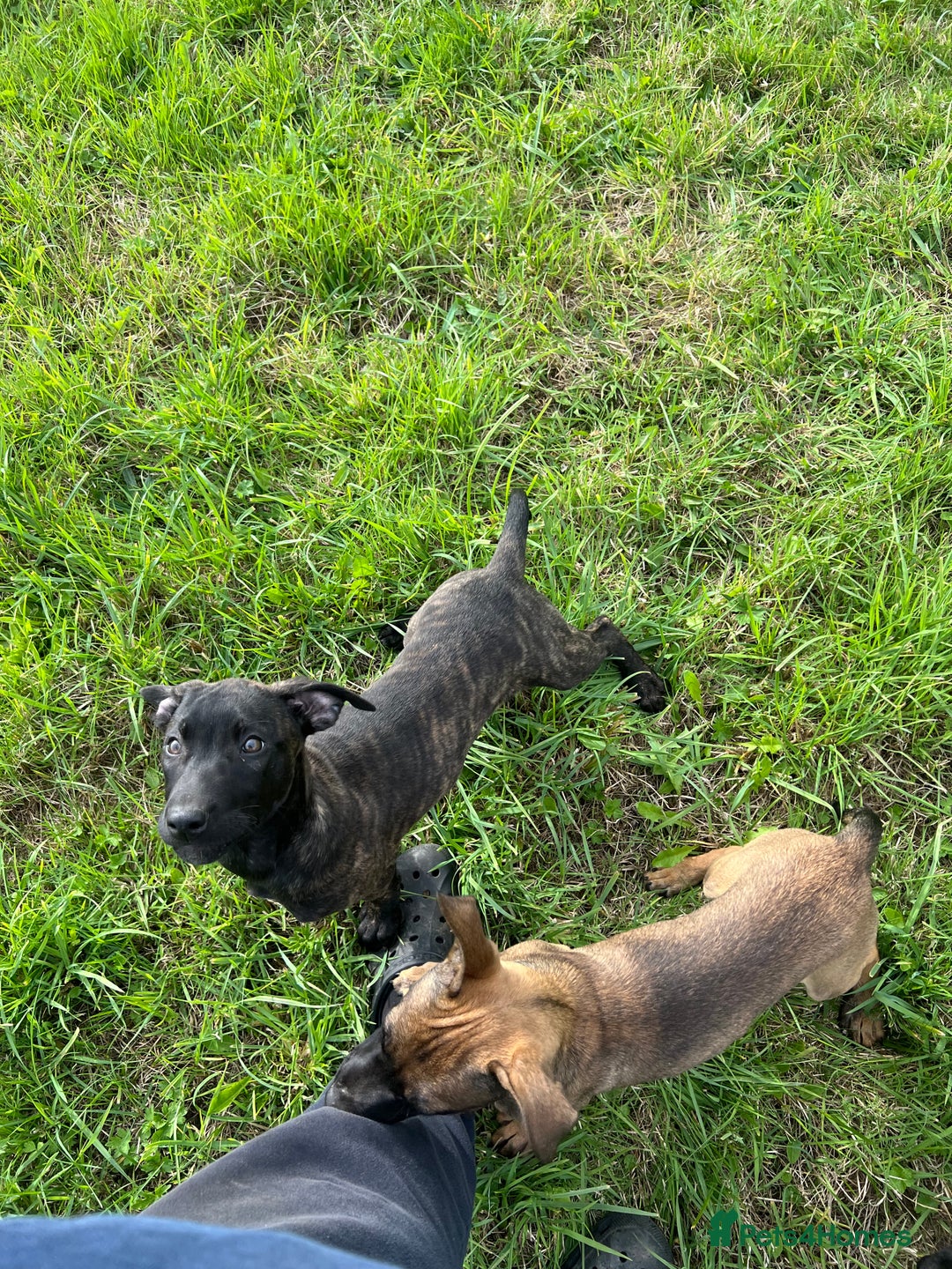 Mixed Breed dogs for sale: Bull herder puppies - Image 4