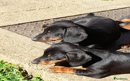 Miniature Dachshund dogs for sale: 14 weeks old 2 girls 2 boys miniature dachshunds - Image 12