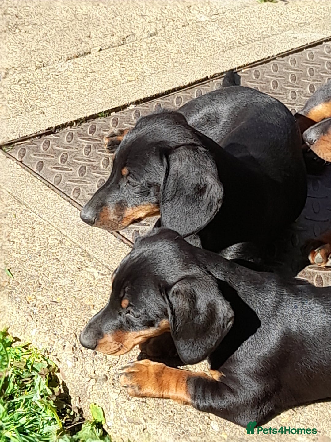 Miniature Dachshund dogs for sale: 14 weeks old 2 girls 2 boys miniature dachshunds - Image 12