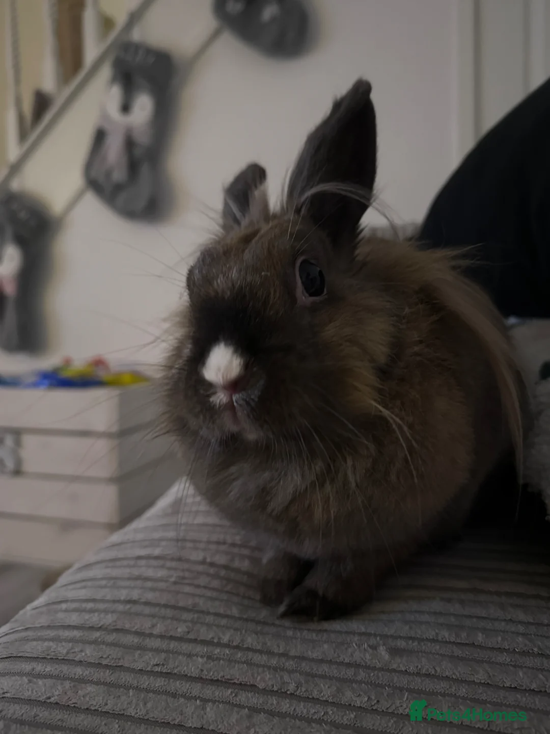 Lionhead rabbits for sale: 5 year old Lionhead named Dolly!  in Runcorn - Advert 4