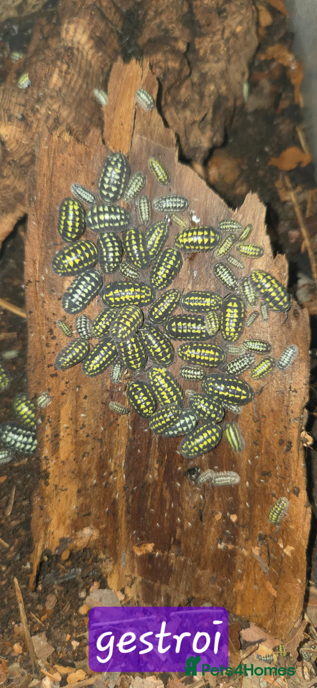 Isopods invertebrates for sale: Various ispods  - Advert 2