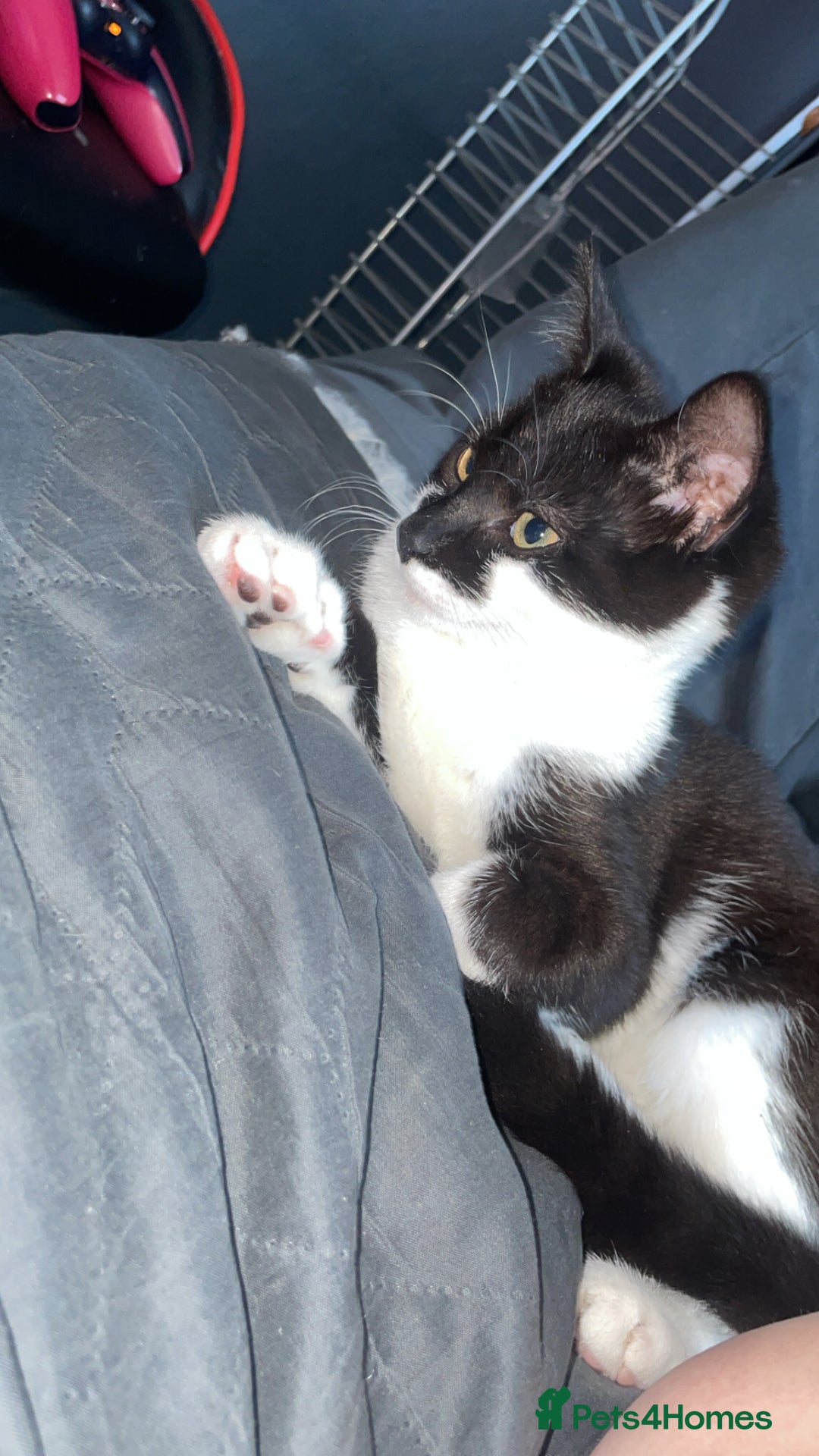 Mixed Breed cats for sale: Male kitten - Advert 1