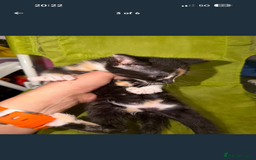 Mixed Breed cats for sale: Kittens for Sale  - Image 3