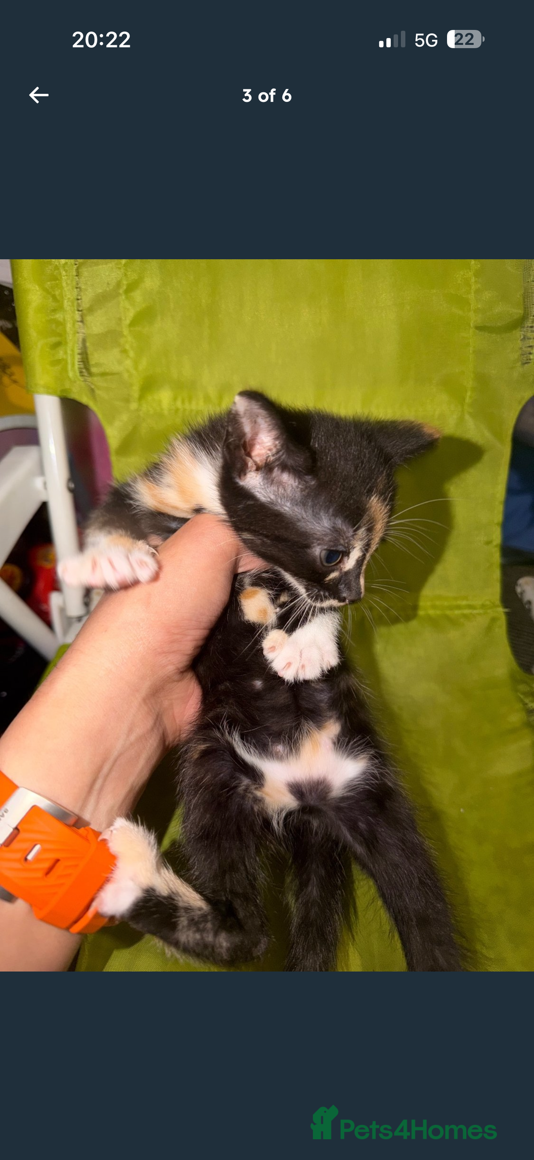 Mixed Breed cats for sale: Kittens for Sale  - Image 3