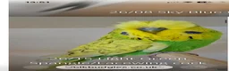 Budgerigars birds for sale: Exhibition Budgies for Sale  - Advert 6
