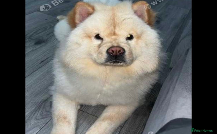 Chow Chow dogs - Advert 1