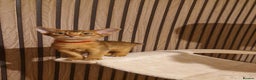 Abyssinian cats for sale: Pure Abyssian kittens ❤️ - Advert 4