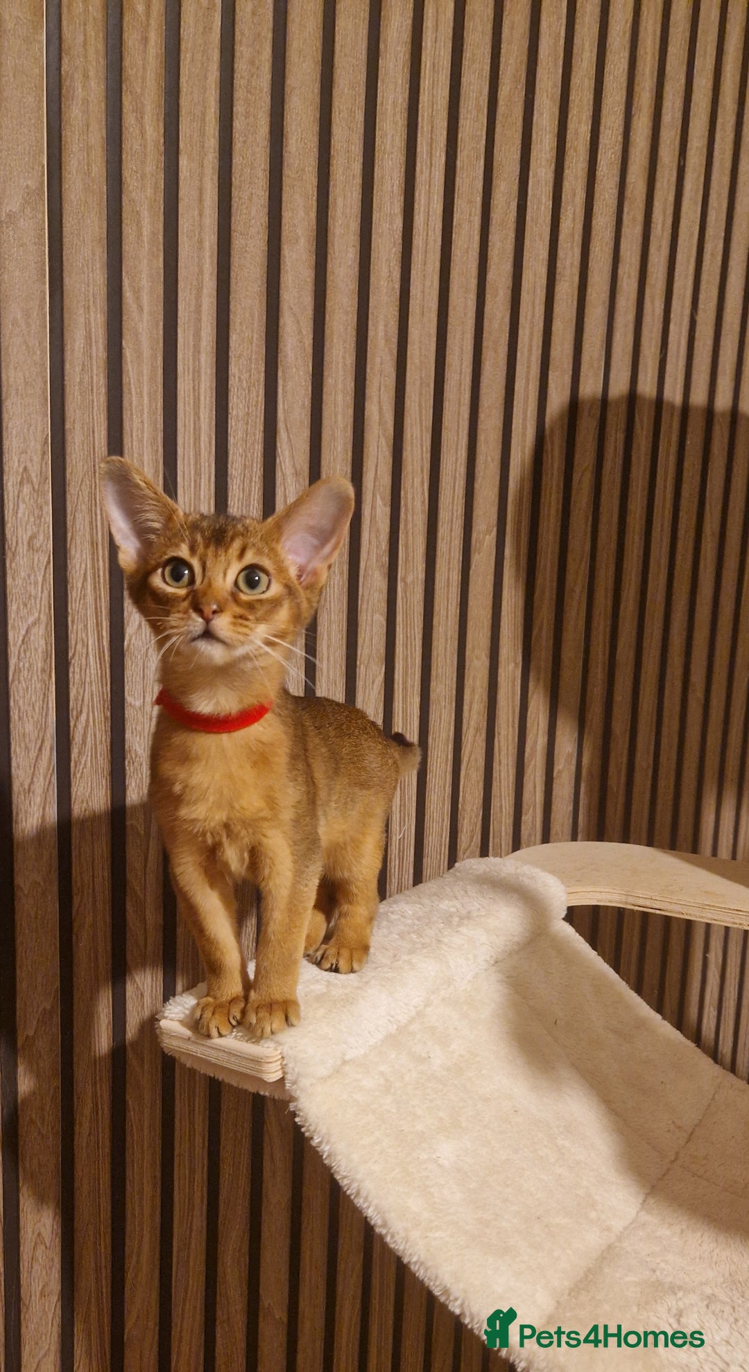 Abyssinian cats for sale: Pure Abyssian kittens ❤️ - Advert 4