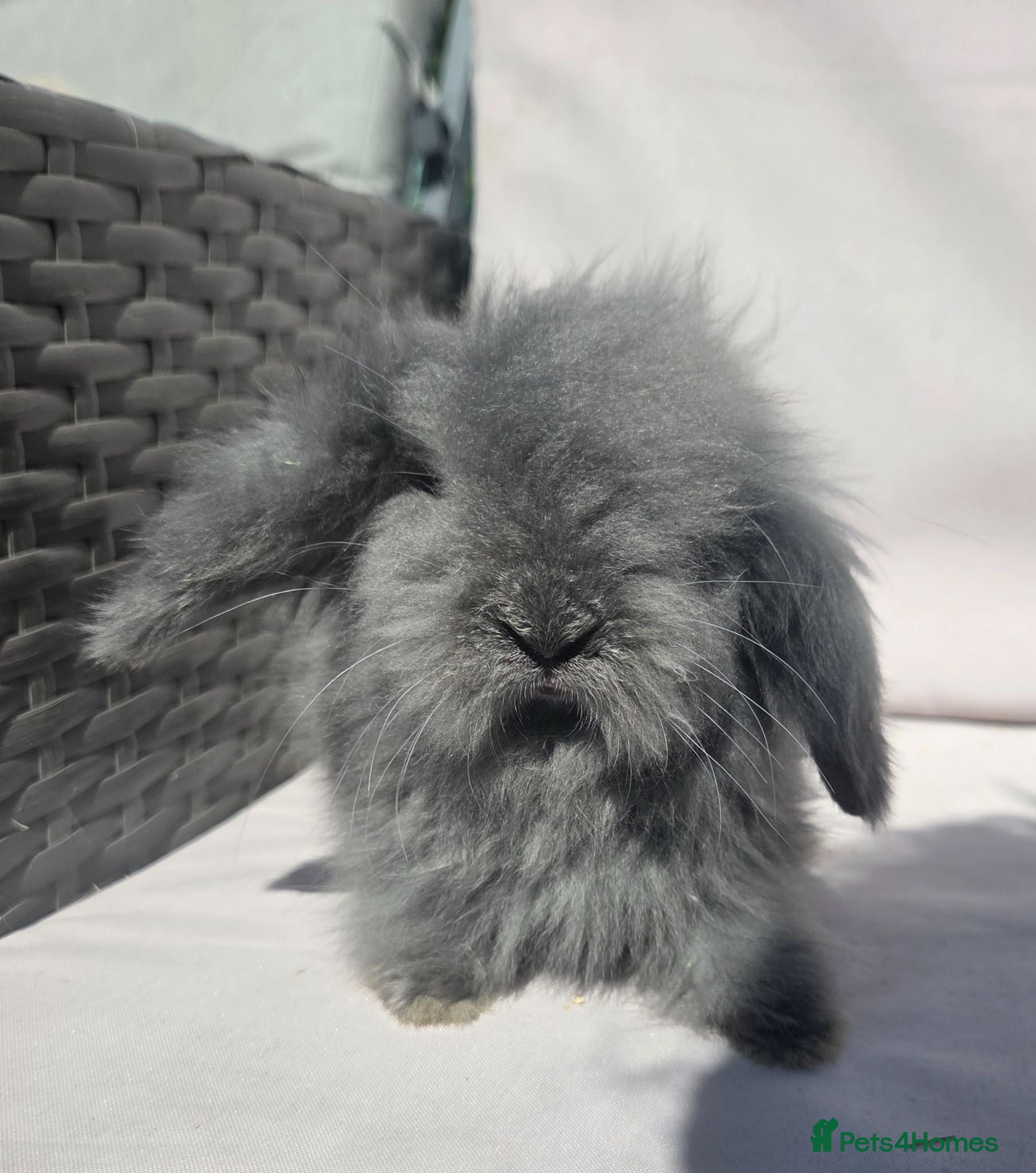 Angora rabbits Teddywidders ready to go now  - Advert 3