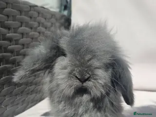 Angora rabbits Teddywidders ready to go now - Advert 4