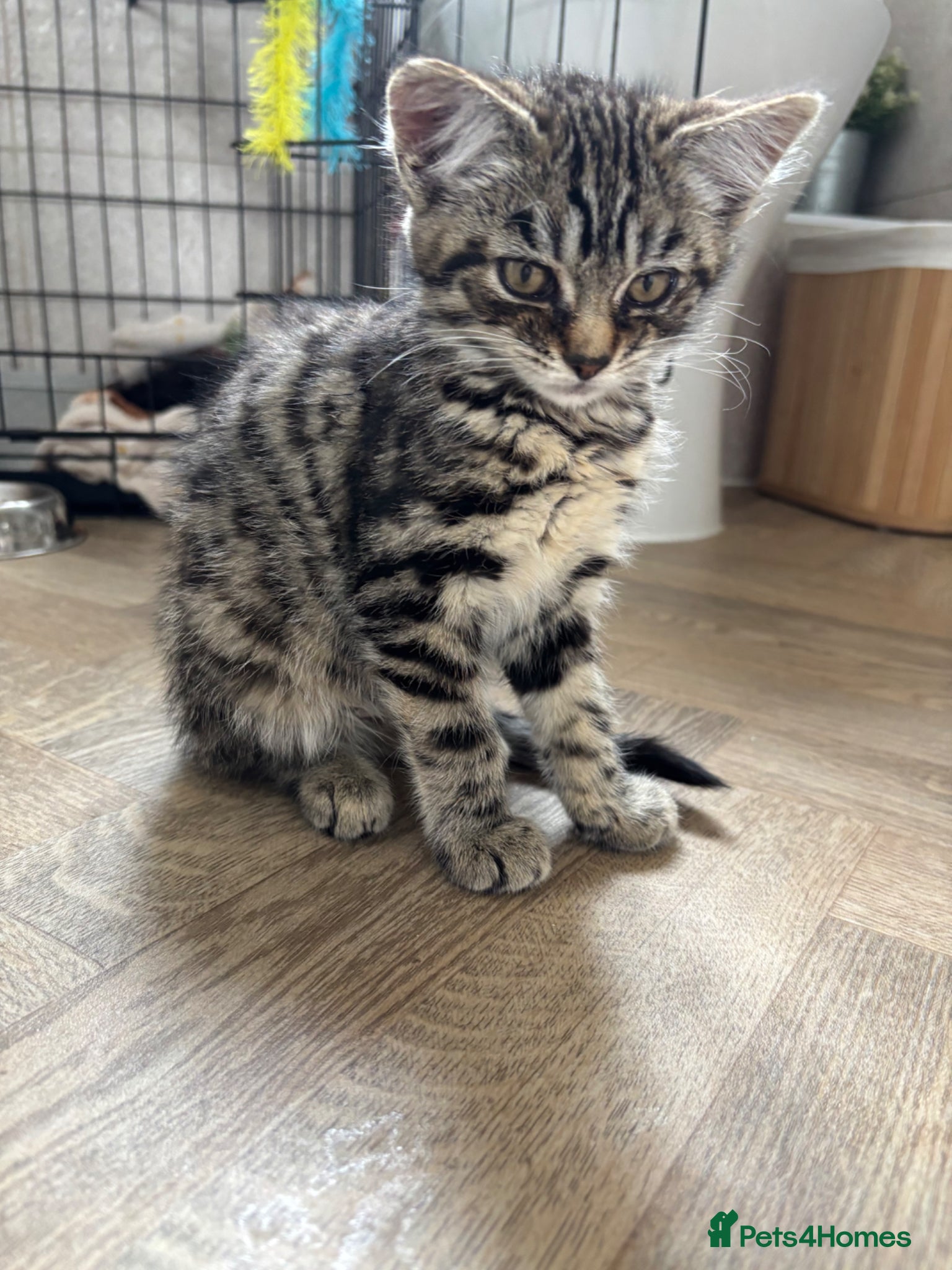 Mixed Breed cats Tabby female kitten - Advert 6