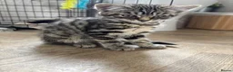 Mixed Breed cats for sale: Tabby female kitten - Advert 1