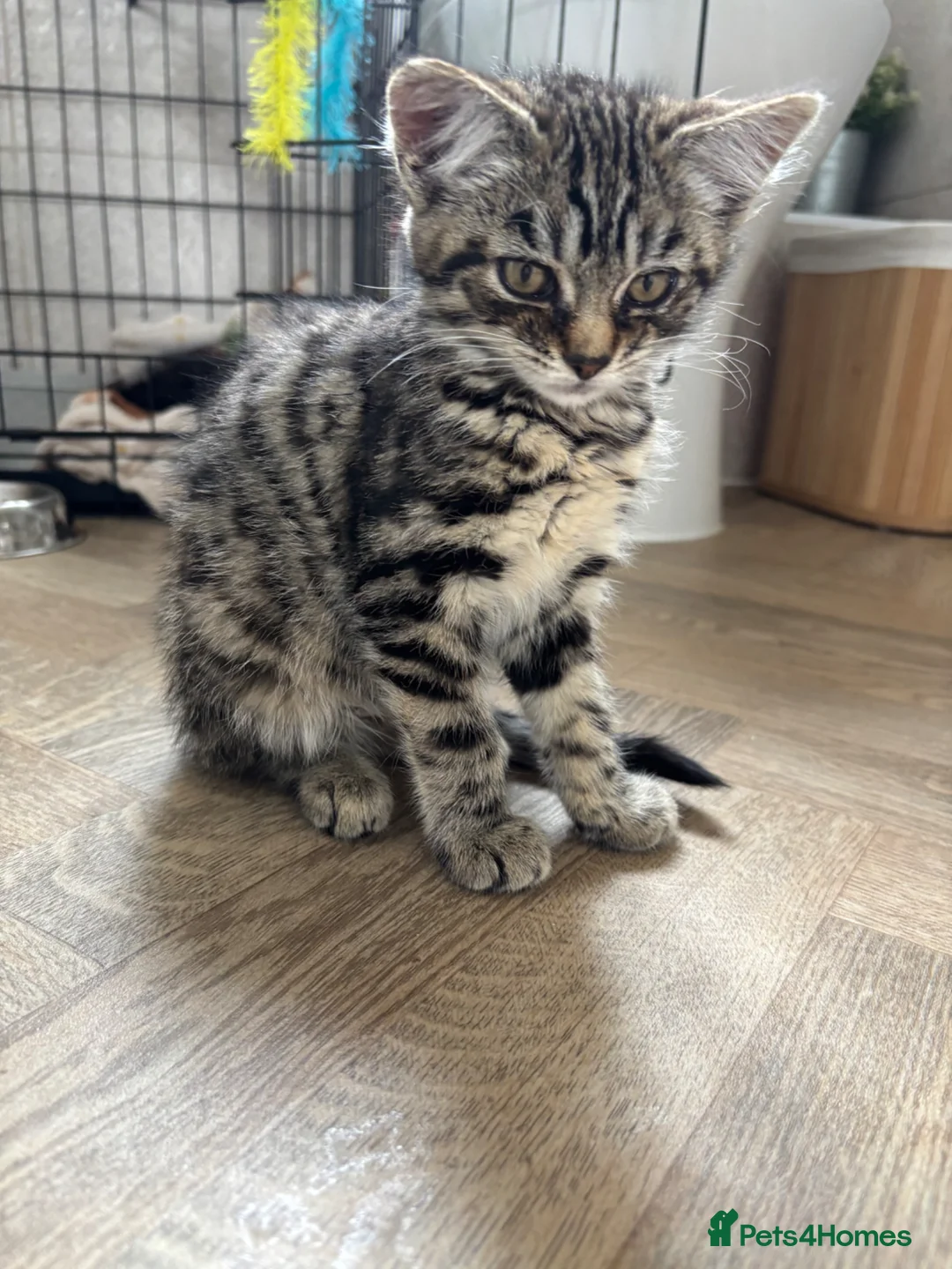 Mixed Breed cats for sale: Tabby female kitten - Advert 1