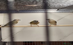 Finches birds for sale: Young Gouldian finches - Image 4