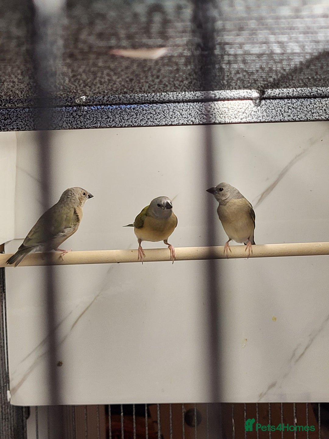Finches birds for sale: Young Gouldian finches - Image 4